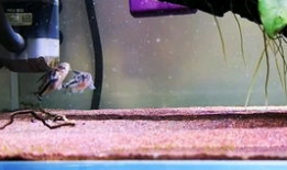 繁殖视频,生命延续的精彩瞬间