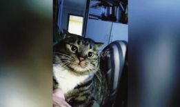 猫的视频,跟随猫咪视频，领略萌态百出